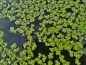 Preview: Wasserlinsen Mix - mittlere Portion - ca. 4000 Einzelpflanzen